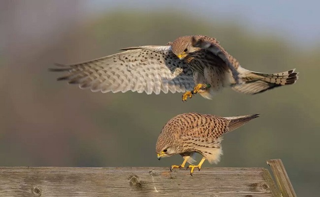 Nalsarovar Bird Sanctuary - Boating - Roaming Owls